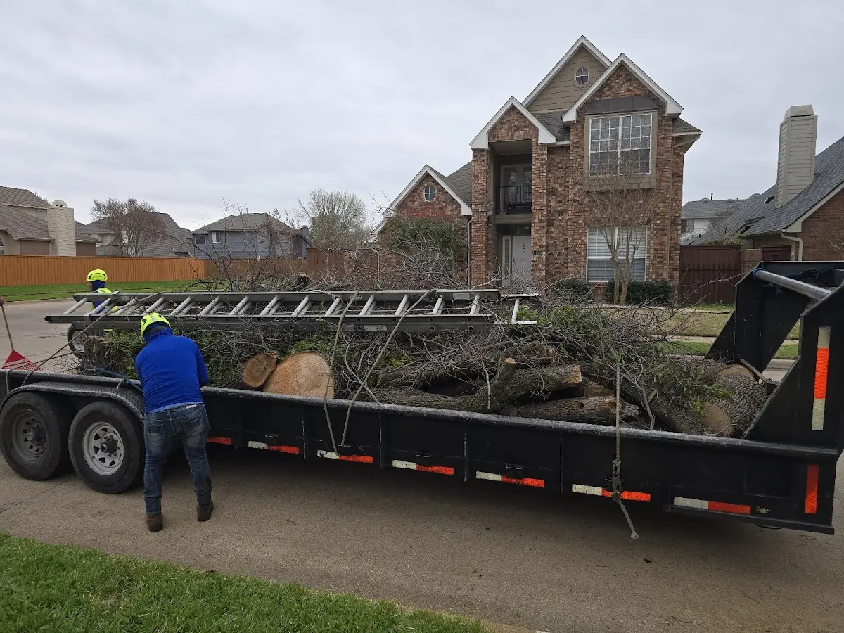 Expert Tree Removal with proper safety equipment in Grayling